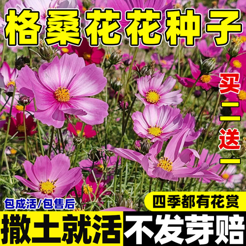 格桑花花种籽子七彩波斯菊