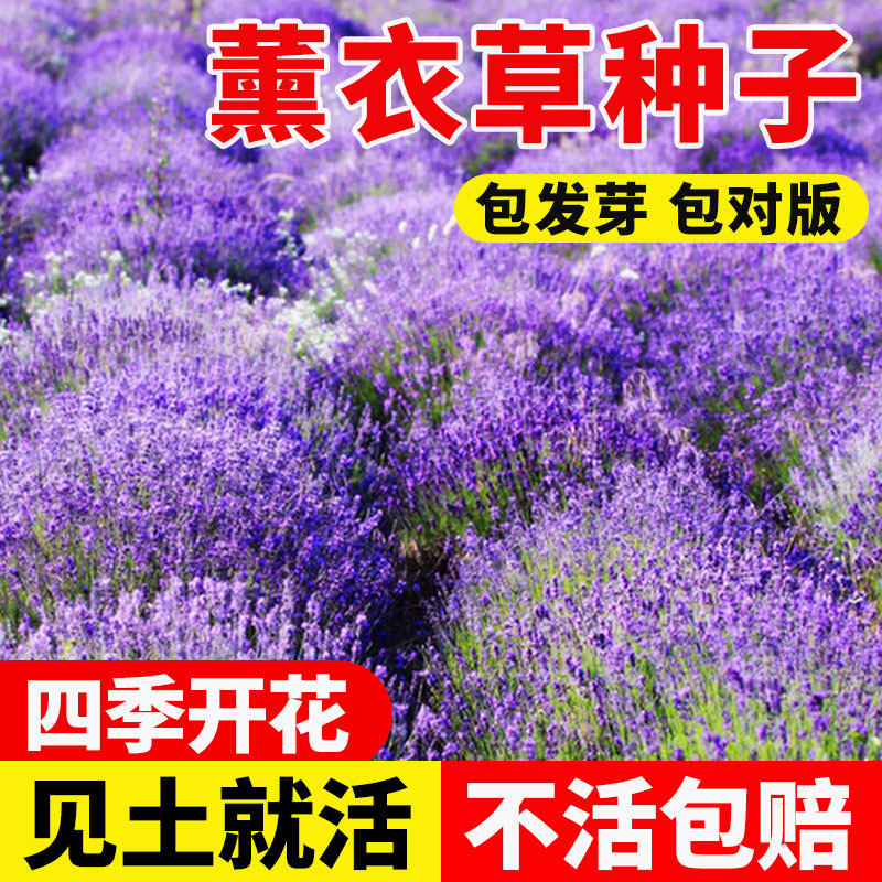 薰衣草花籽四季开花盆栽花苗花种子室外花卉草种秋季种植阳台绿化