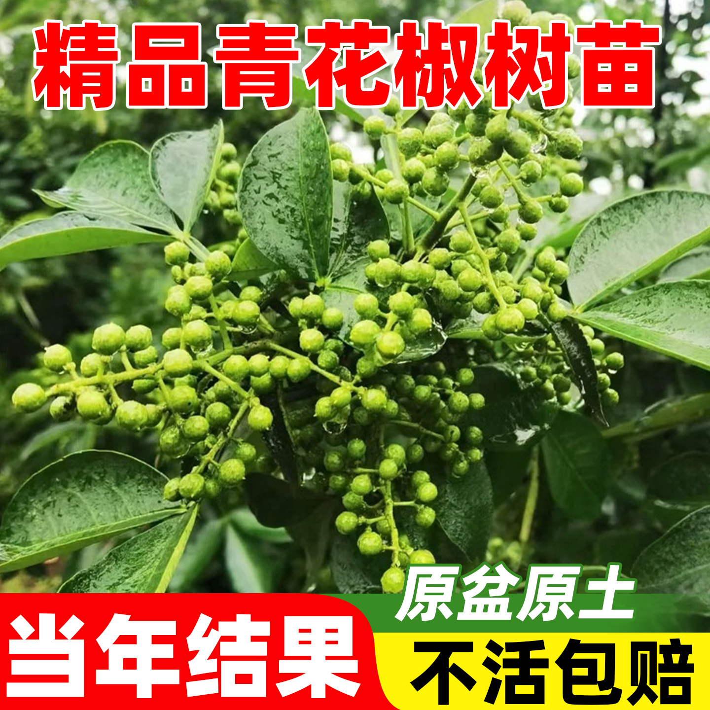 精品花椒树苗汉源藤椒树麻椒