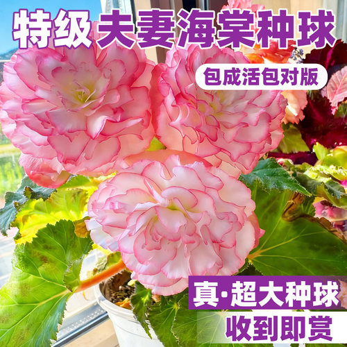 夫妻海棠种球四季种植阳台庭院球