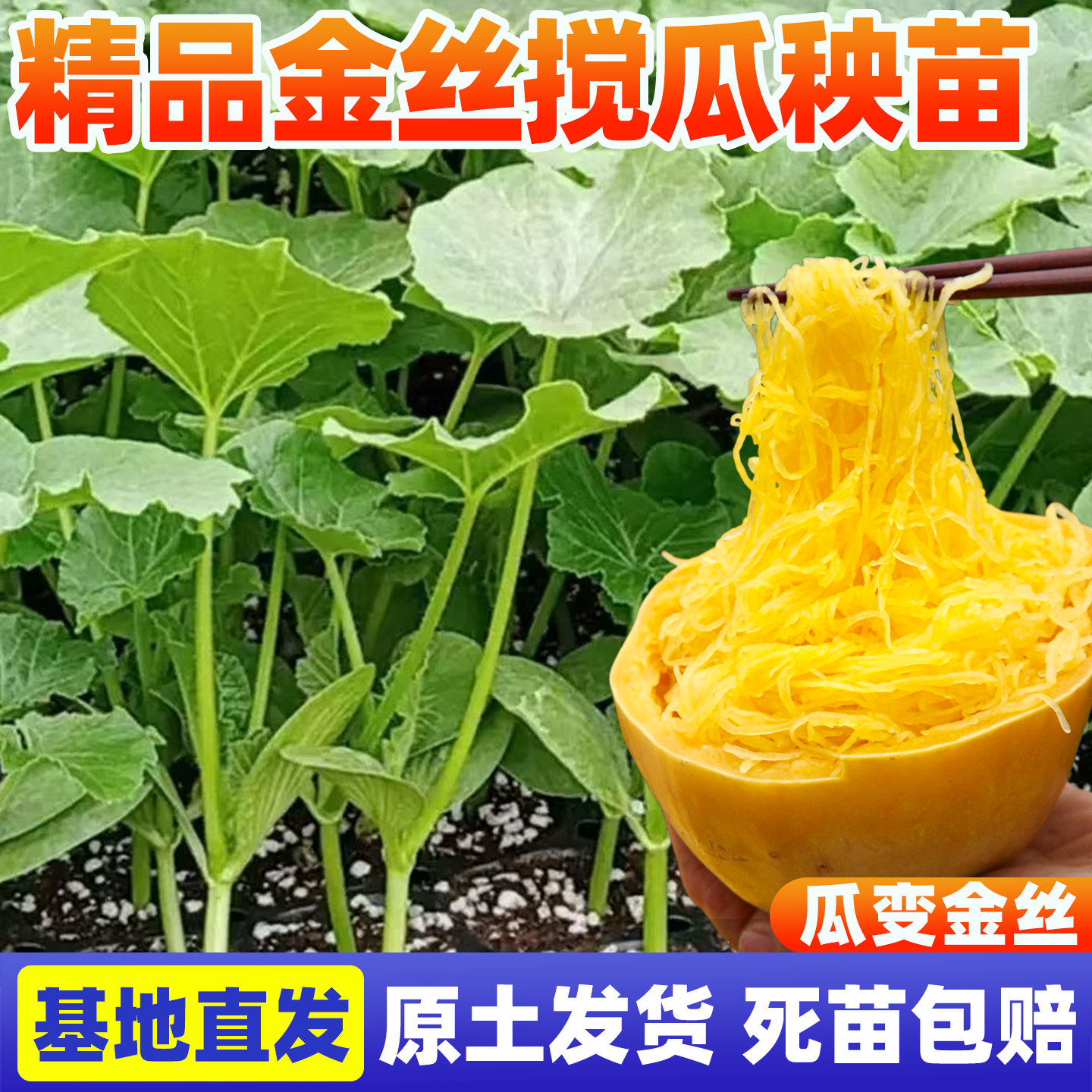 金丝搅瓜秧苗天然粉丝蜜本板栗奶油茭庭院爬藤黄金小南绞瓜种子苗