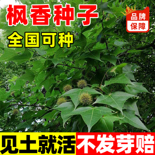 枫香种子林木种子枫香树种子绿化种籽四季庭院风景树阳台花卉种籽
