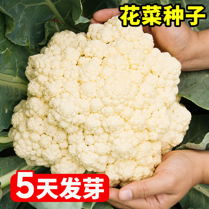 花菜种子有机花菜种籽西兰花种孑青梗有机松花菜四季种植蔬菜种籽