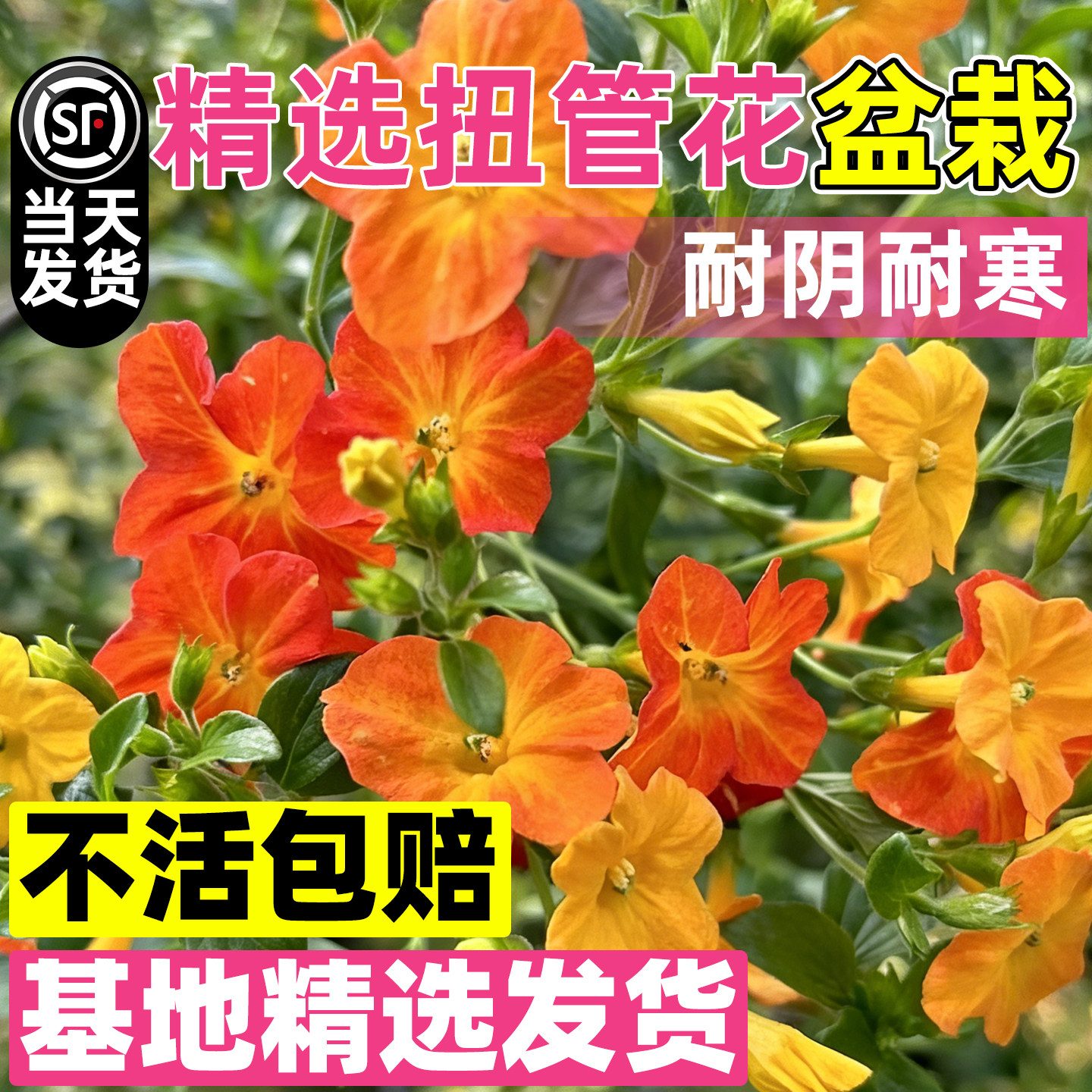 扭管花棒棒糖盆栽花苗四季种植耐
