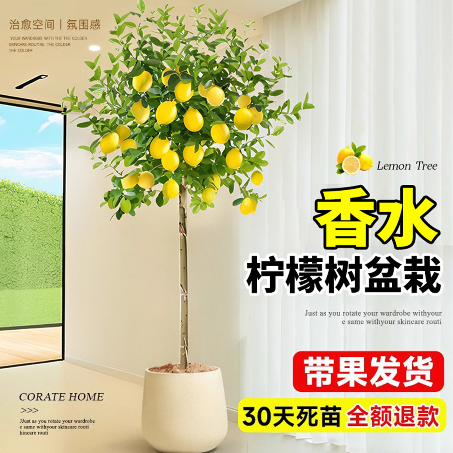 香水柠檬树盆栽带果客厅绿植大型植物室内阳台禄植四季好养除甲醛