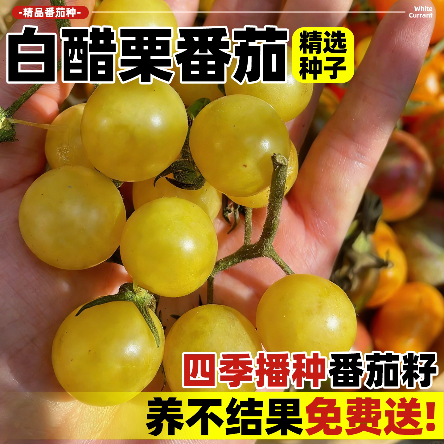 白醋栗番茄种子种苗奶黄珍珠串果图片