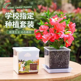 凤仙花种子四年级学生学校套装儿童种植小盆栽指甲花种籽实验植物