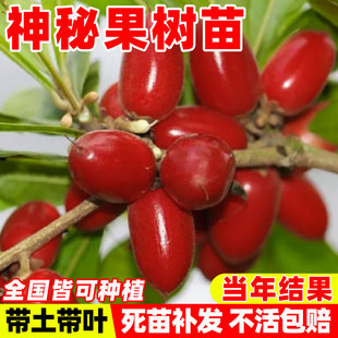 神秘果果树果苗四季阳台庭院盆栽地栽云南神秘果鲜果干变味果大苗