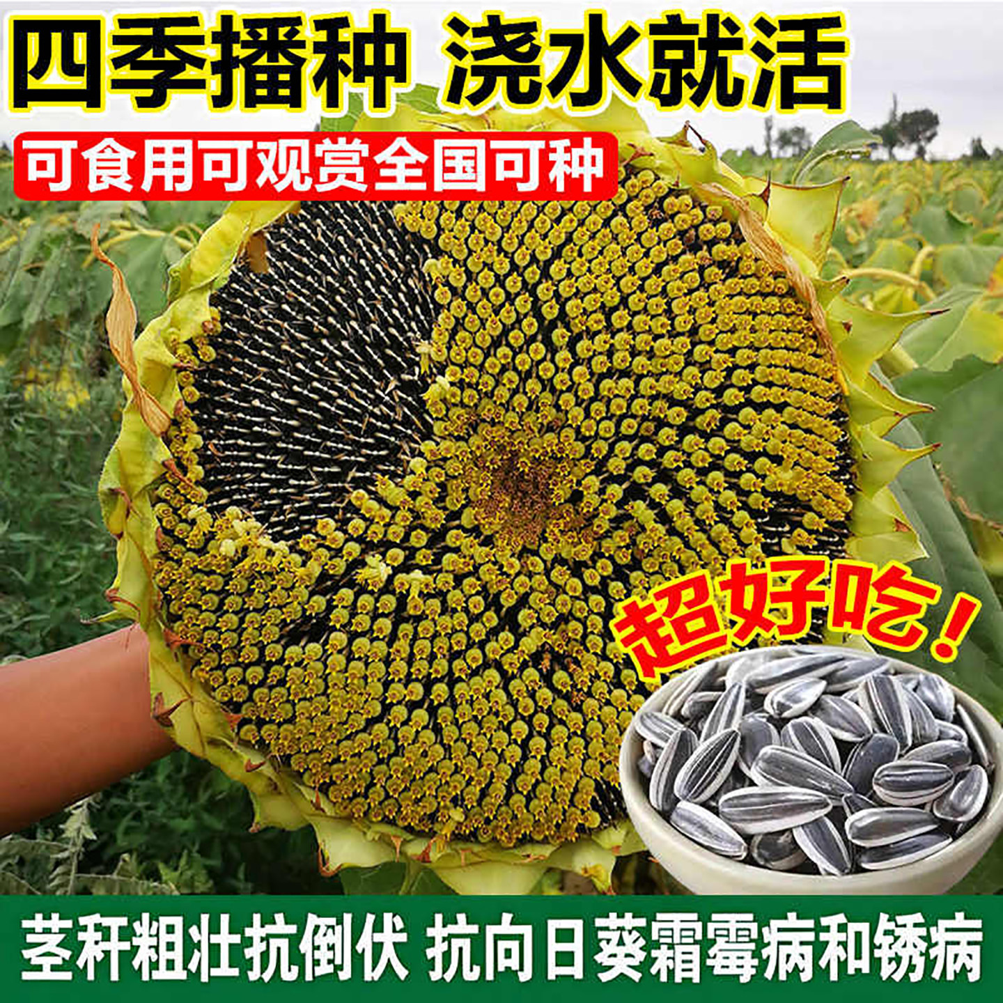 大型可食用向日葵种子高产葵花籽阳台庭院大田种瓜子种子大粒饱满