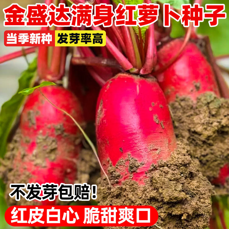 满身红萝卜种子四川泡菜萝卜种籽红皮水萝卜种孑四季早熟高产蔬菜