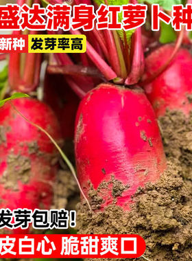 满身红萝卜种子四川泡菜萝卜种籽