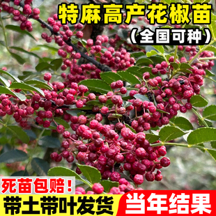 正宗四川汉源花椒苗树大红袍绿九叶青花椒苗无刺麻椒藤椒当年结果