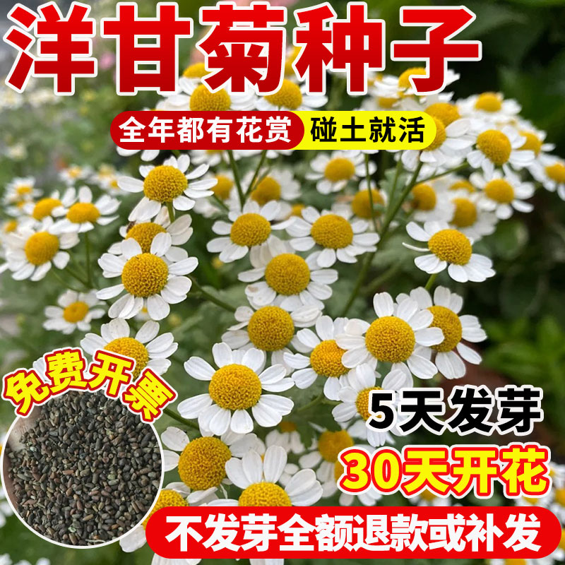 正宗罗马洋甘菊种子四季播种开花