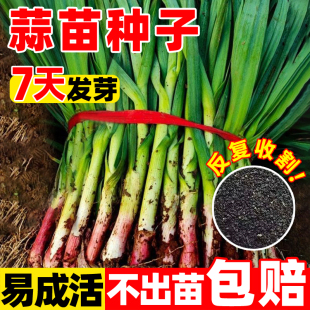 蒜苗种子大蒜种籽多季宽叶蒜红根红紫皮本地种植蔬菜种子盆栽阳台
