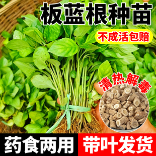 板蓝根种苗中药材苗板蓝根菜台盆栽地栽植物苗食用特色大青叶种籽
