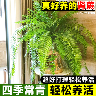 肾蕨盆栽蕨类植物霸王蕨铁线蕨室外庭院耐阴厥类花镜绿植四季常青