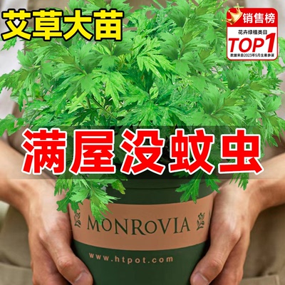 艾草苗驱蚊植物食用香草新鲜室内