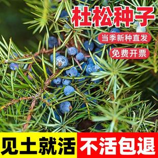 杜松种子籽四季长绿树种籽日本落叶松种子黄花松庭院景观绿化种苗