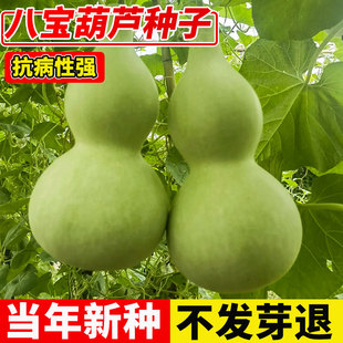 文玩葫芦籽种阳台盆栽农家菜葫芦长柄葫芦种 八宝葫芦种子春秋四季