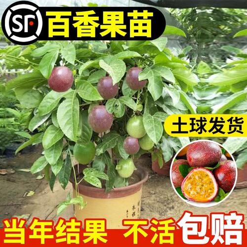 百香果树果苗盆栽树苗南方