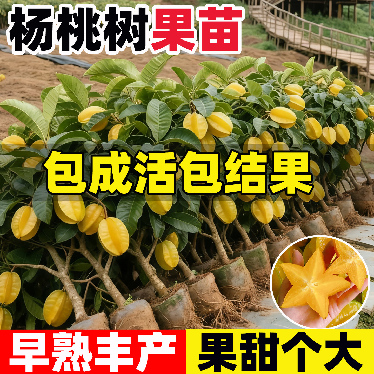 杨桃树苗纯甜嫁接特大果树苗台湾图片