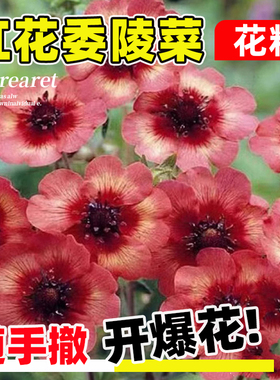 红花委陵菜种子匍匐垂吊尼泊尔委陵菜种籽四季开花易活耐寒耐荫苗