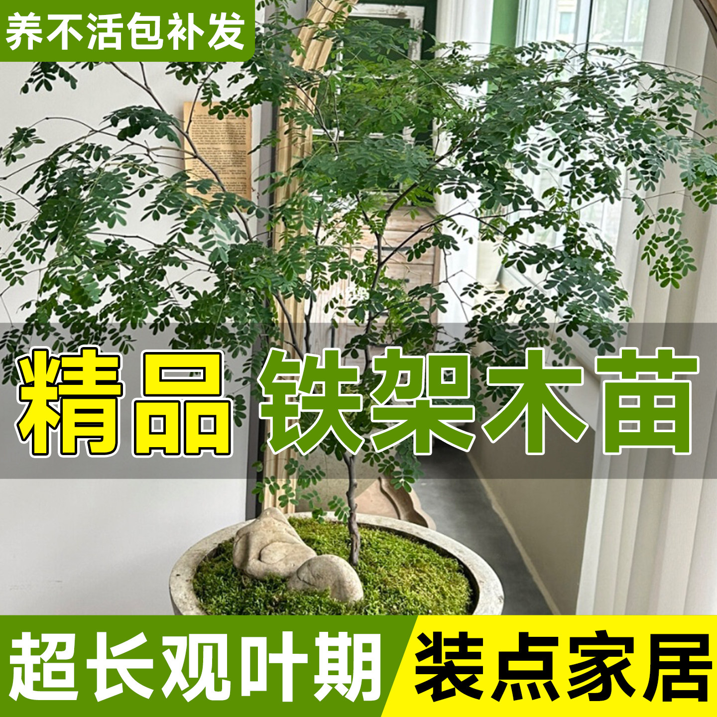 巴西铁架木绿植盆栽铁架木豆植物