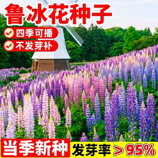 鲁冰花种子四季播种易活羽扇豆花种籽子室内外庭院盆栽植物花卉籽
