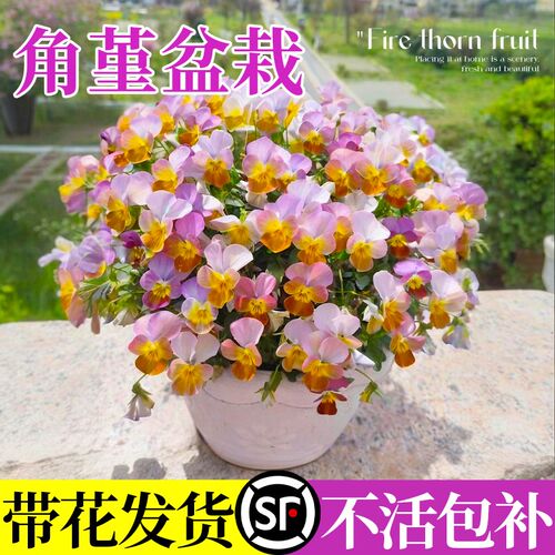角堇花苗盆栽带花三色堇皱边大苗