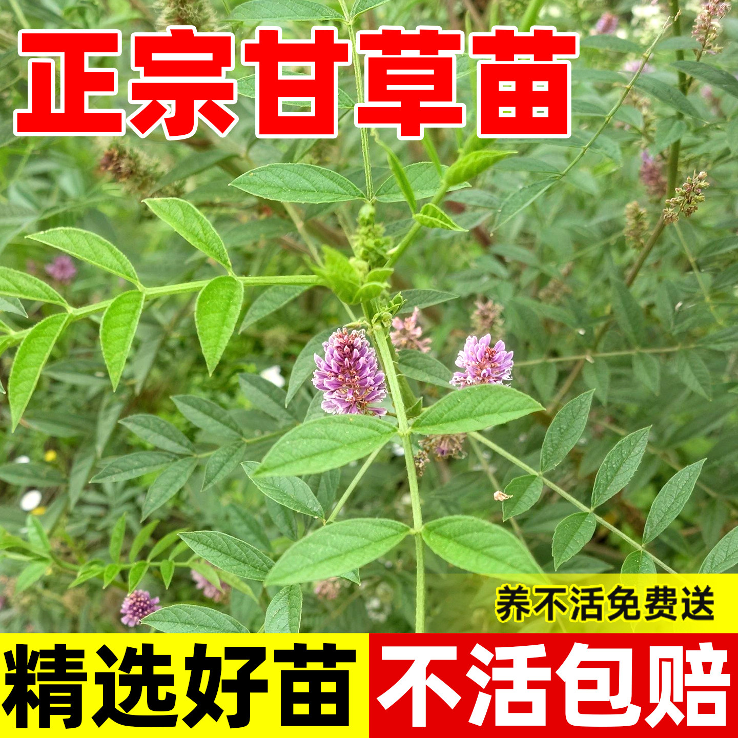 甘草苗新鲜现挖药用野草甜根子正宗红皮甘草种籽阳台盆栽中药材苗