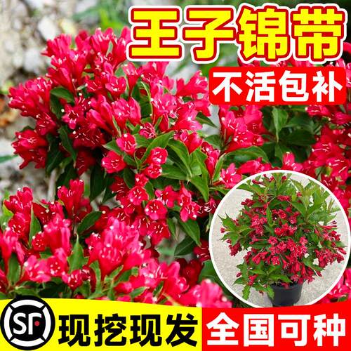 红王子锦带花树苗五彩花叶庭院四