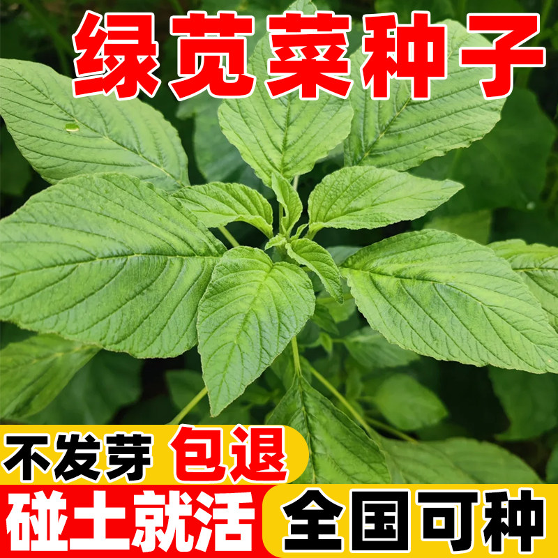 绿苋菜种子野菜青菜种孑白圆叶笕菜四季苋菜种籽春夏季农家蔬菜种