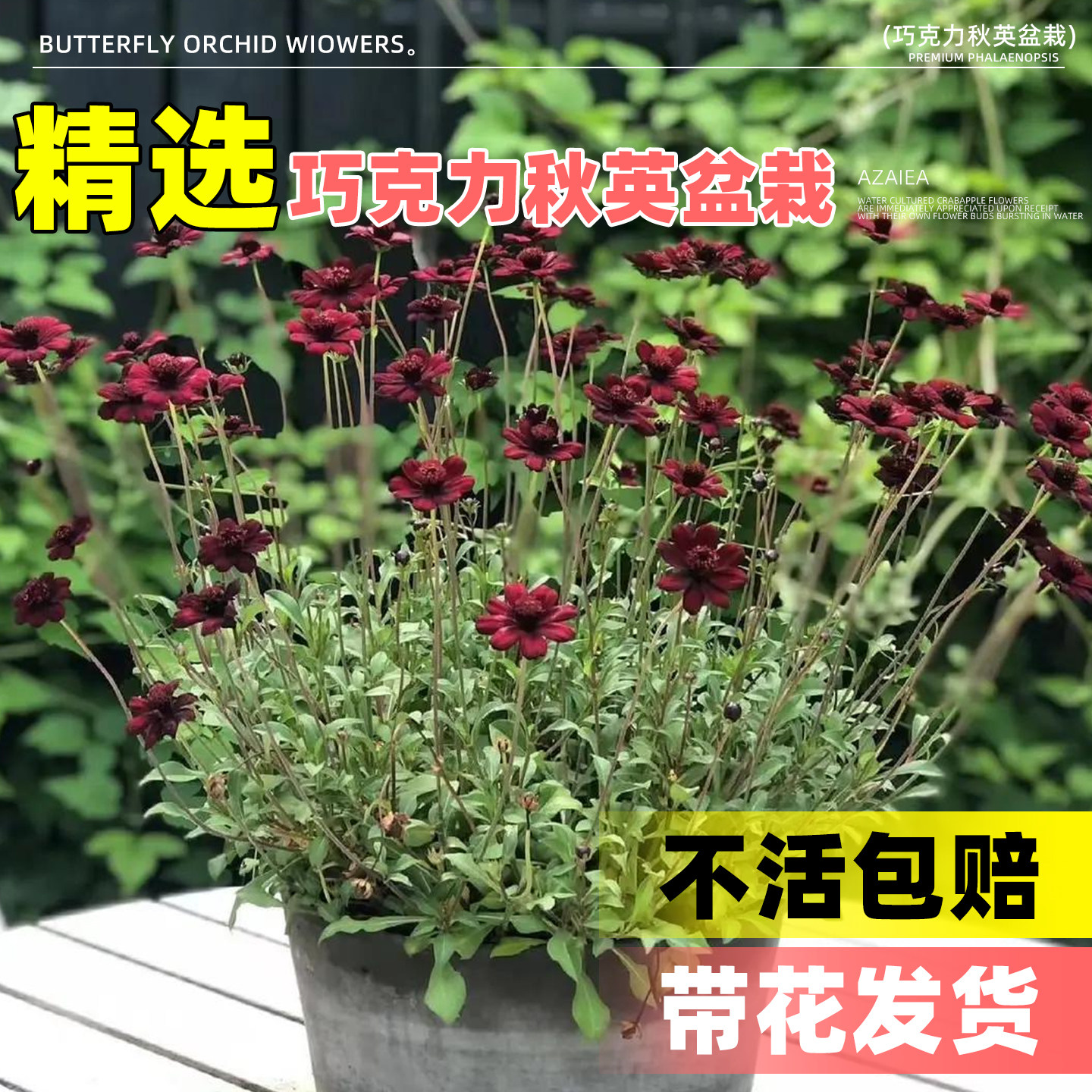 巧克力秋英盆栽花苗宿根芳香多年生花卉耐寒耐热四季开植物好养活