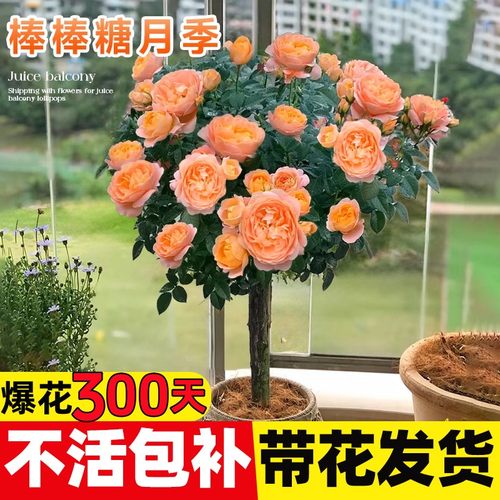 棒棒糖果汁阳台月季树桩四季开花卉浓香多头玫瑰红果汁苗室内盆栽