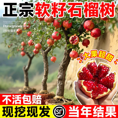 石榴树树苗突尼斯软无籽特大甜果