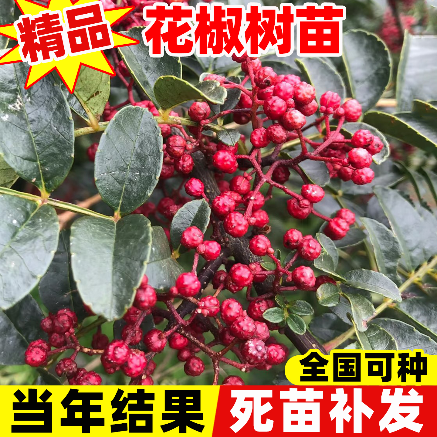 花椒树苗大红袍花椒苗四川食用青