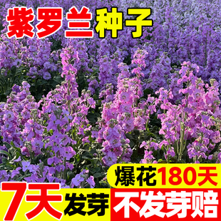 紫罗兰花种子耐寒易种四季播庭院百日草格桑花园艺园林景观花籽种