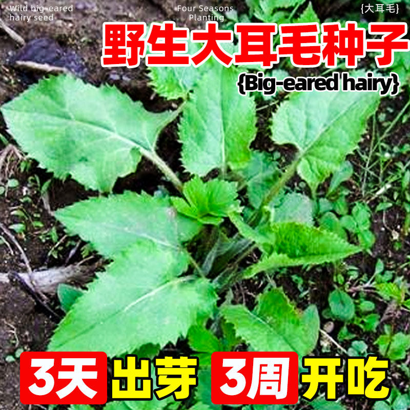 野生大耳毛菜种子耐热速生小青菜阳台盆栽四季蔬菜青梗菜早熟耐热