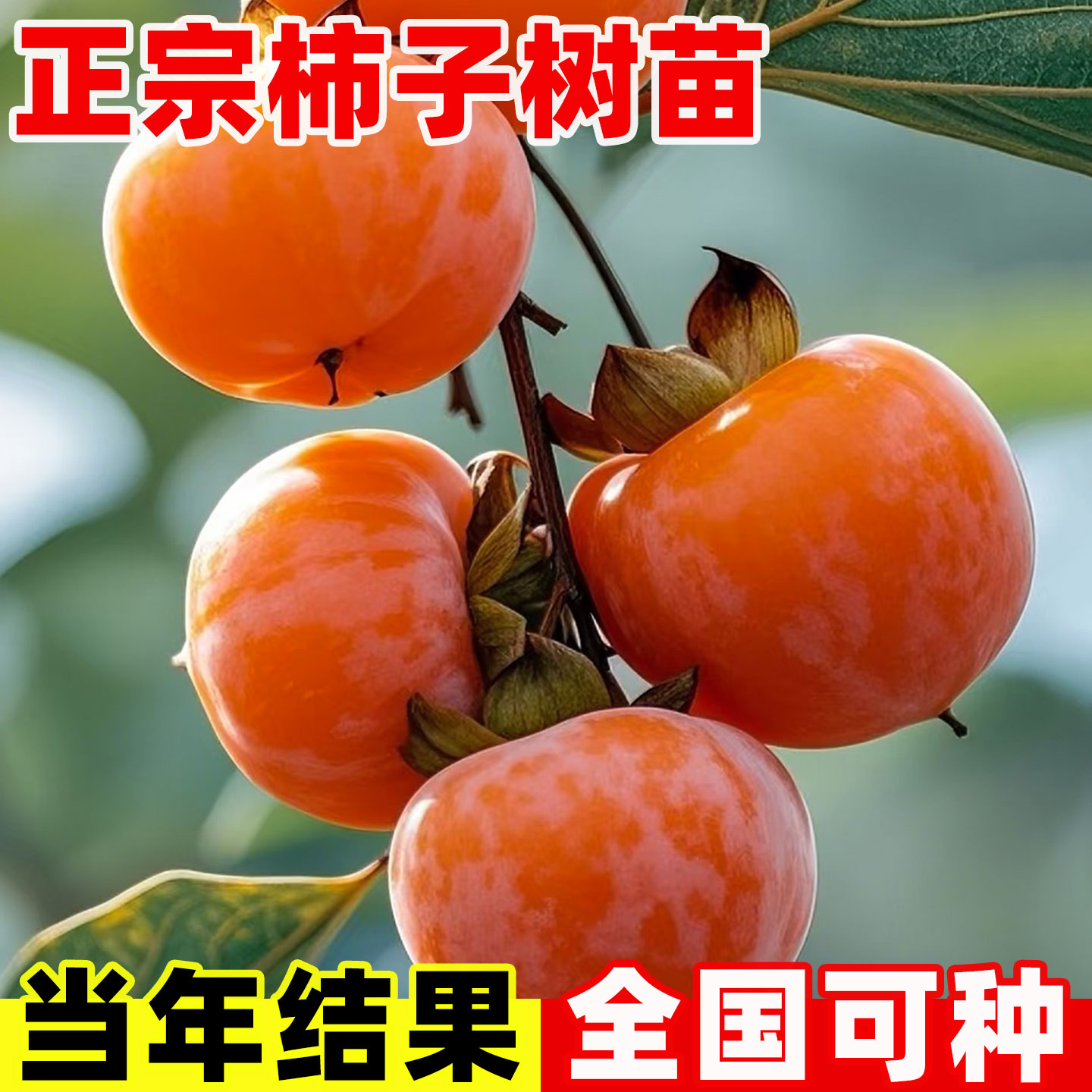 柿子果树苗太秋甜柿树苗脆甜柿子