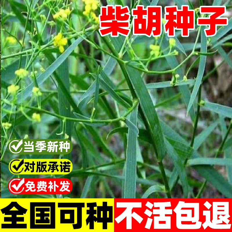 柴胡种籽子中药材正品黑柴胡种子日本黄柴胡四季种植苗草药套种子