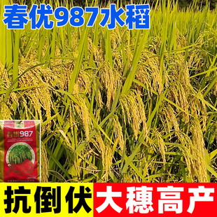 春优987水稻种子优质稻谷种籽大穗长粒高产东北大米糯米香谷稻子