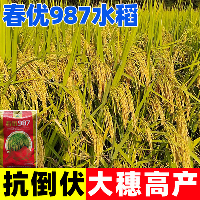 春优987水稻种子优质水稻种籽大