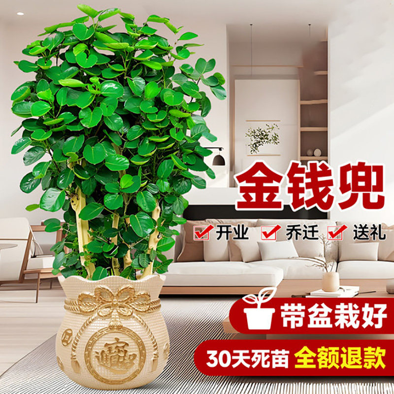 金钱兜盆栽精品富贵花卉室内绿植