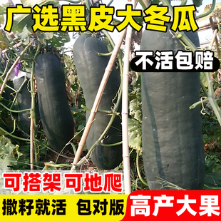 广选黑皮大冬瓜种子四季种植早熟高产抗病耐热青皮粉皮冬瓜种籽苗