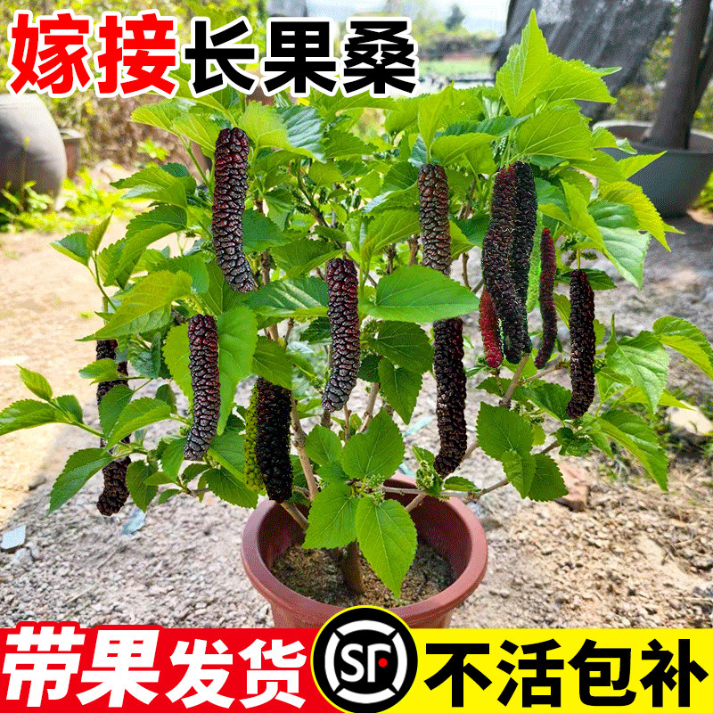 桑树活苗桑叶树苗盆栽养蚕食用大