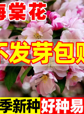 海棠花种子室内外盆栽多年生花卉