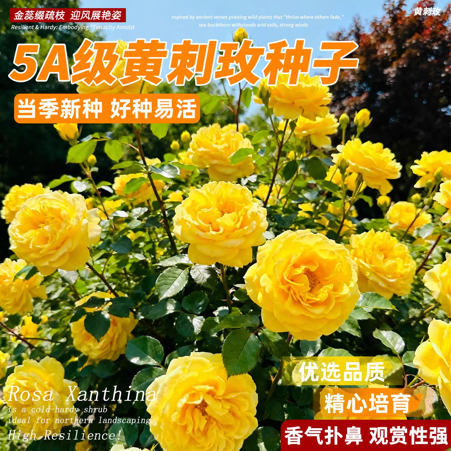 黄刺玫种子红刺玫蔷薇四季种植开花易活当年新采种大花藤本种籽孑