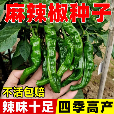 麻辣椒种子皱皮辣椒四季高产特辣