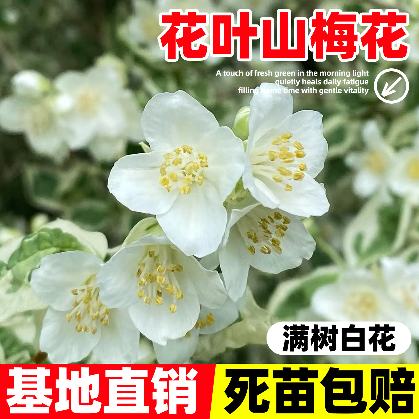 花叶山梅花盆栽白色重瓣浓香型四