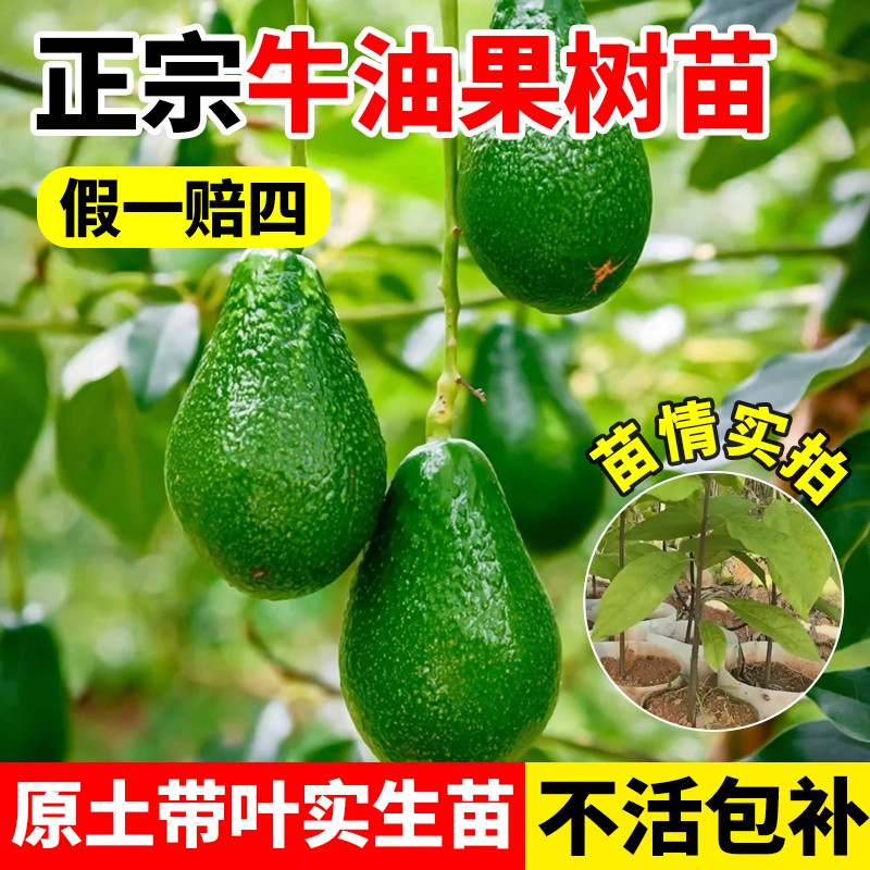 正宗牛油果树苗南北方庭院种植
